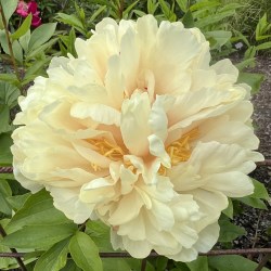 Southrepps IMG_1328